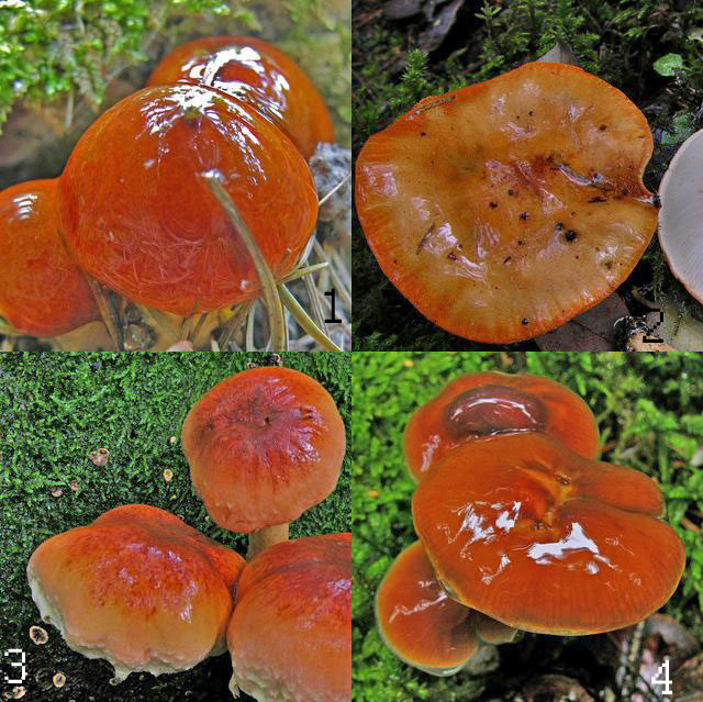 Quiz..n�9,quando l''arancio...